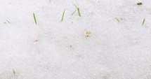 Snow melt and white daisy flowers bloom in green nature Spring Time lapse