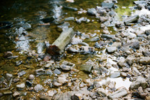 peebles in a creek 