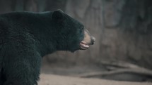 American Black Bear Walking On Its Natural Habitat - close up	
