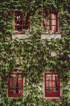 ivy and red windows 