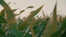 Corn leaves in a cornfield blowing in the wind during sunset, agriculture farming and harvest setting 4K video