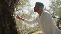Expert touching the trunk of an olive tree for inspection