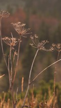 Vertical video of dry caraway herb in autumn meadow background
