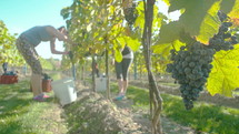 picking grapes in a vineyard 