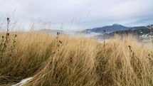 Dolly shot over dry grass meadow in cloudy weather in early winter foggy landscape time lapse
