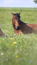 Vertical Portrait of brown riding horse lying on green flowering meadow in summer nature
