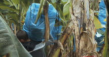 Workers harvesting bananas