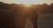 Horse in a paddock at sunset