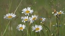 Flowering meadow with daisy flowers blooming in summer nature slow motion
