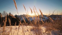 Nature Sunrise over dry grass in winter alpine country in early winter season Dolly shot
