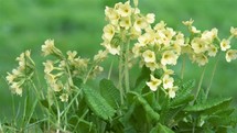 Beautiful Fresh Spring Cowslip Primula veris flowers sway in the wind in green meadow nature
