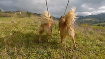 Follow two brown dogs wagging their tails  on a walk in spring nature, low angle view dog-team
