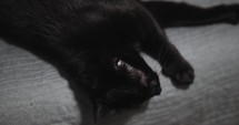 Black Cat Lying On The Edge Of Sofa. - close up