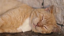 Portrait of cute red cat sleep peacefully and dream
