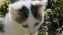 Kitten in garden, slow motion on sunny day