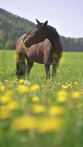 Vertical Portrait of brown riding mare horse on green flowering meadow in spring nature
