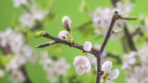 White flowers blooming on fruit tree in fresh green nature, Spring Timelapse
