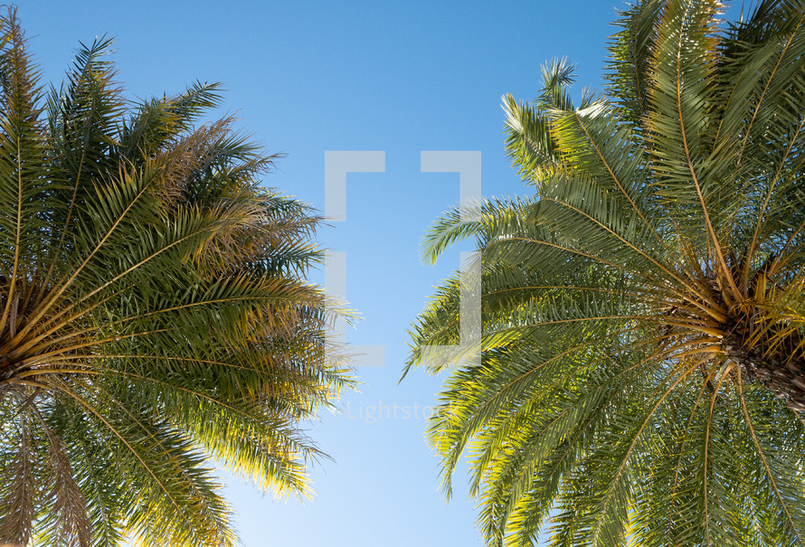 looking up at palm trees 