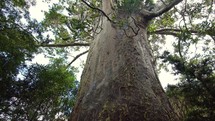 Huge kauri tree in New Zealand wild forest park nature
