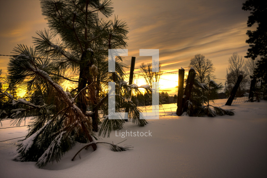 Snow-covered trees alongside a fence, at sunset