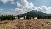 Clouds moving over spring mountains meadow with crocus. Time-lapse 
