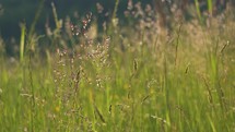 Peaceful grassy meadow in summer nature
