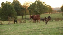 cattle grazing in a field 