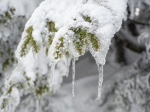Snow covered green fir tree branch with icicles in mountains in winter season close up