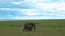 African Elephant and her calf walking away from lions and other predators in African Savanna - slomo shot 