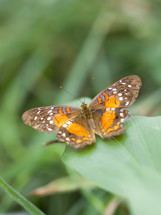 brown and orange butterfly 