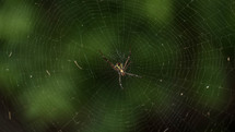 a spider on its web 