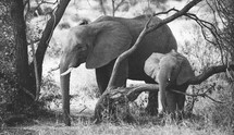 Elephants on a Safari in Tanzania