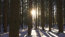 Peaceful Sunrise in winter forest nature landscape, magic light of sun between trees
