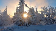 Beautiful light of sun with sunbeam in snowy forest trees in frozen winter nature landscape
