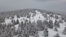 Fast flight over winter snowy forest
