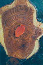 orange leaf on a wood log slice 