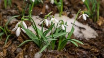 Snow melting and snowdrop flower blooming in spring Time-lapse
