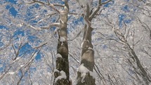 Snowy tree branches in frozen winter forest.
