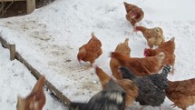 Chickens feeding on grain in an organic farm in a snowy winter
