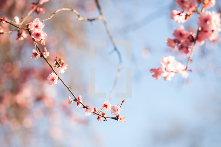pink spring blossoms on tree branches 