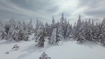 Winter snowy forest
