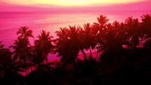 Pink sunset on sea with silhouettes of palm trees on the beach. Beautiful sunset with palm tree on the ocean beach. Tropical sunset