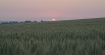 A wheat field during sunset.