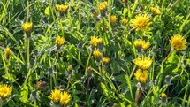 Closeup of Yellow Dandelion flowers bloom fast in fresh green meadow spring Time lapse
