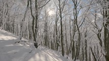 Snowy forest trees in sunny winter mountain wood nature tourism background
