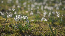 Dolly shoot of wild white snowdrops moving in a wind in green meadow. Pan left to right
