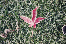 Red leaf in grass.
