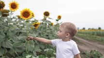 Little boy exploring a field with sunflowers. Pretty boy farmer works in the field with sunflowers. Family travels through a blooming sunflower plantation. Farming concept.