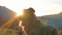 Portrait of Lovely brown dog looking into the sun at colorful sunset morning in summer mountains landscape
