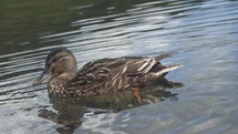 Beautiful wild duck swim on mountain lake
